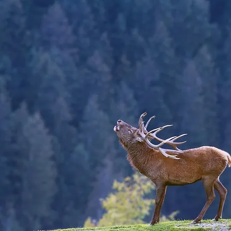 Haus Treffer 4* Kirchdorf in Tirol