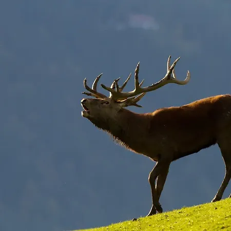 Haus Treffer Πανσιόν Kirchdorf in Tirol