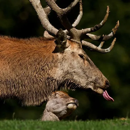 Haus Treffer Πανσιόν 4*