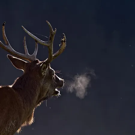 Πανσιόν Haus Treffer Kirchdorf in Tirol