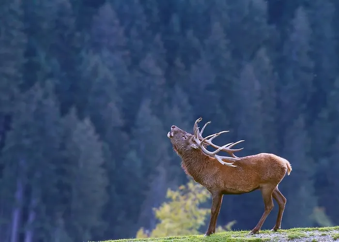 Haus Treffer 4* Kirchdorf in Tirol