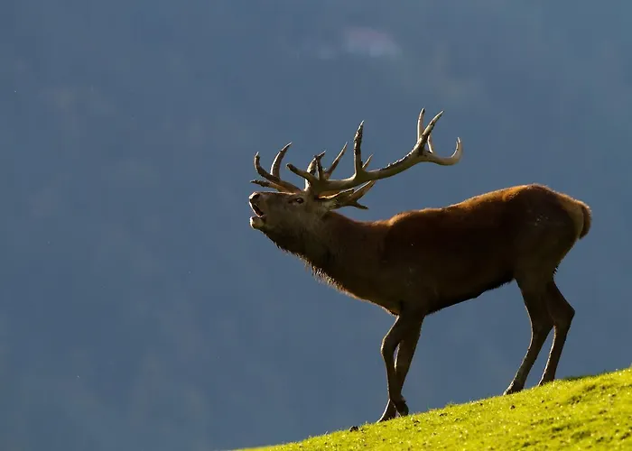 Haus Treffer Pensjonat Kirchdorf in Tirol