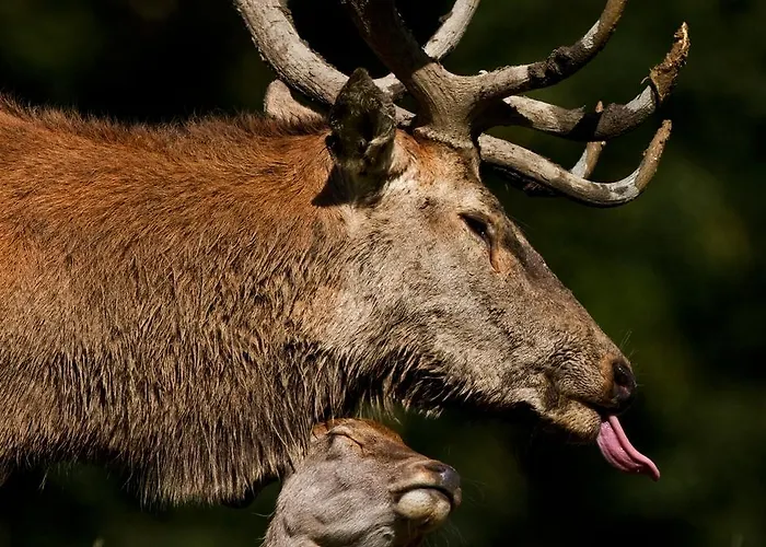 Haus Treffer Pensjonat 4*