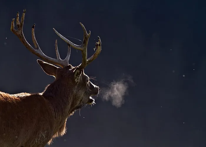 Pensjonat Haus Treffer Kirchdorf in Tirol