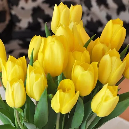 Haus Treffer Kirchdorf in Tirol